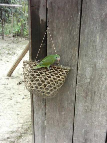 Pet Parrot